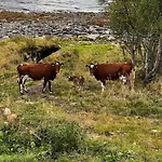 Tronderstua *