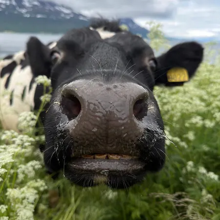 Semesterbostad Tronderstua