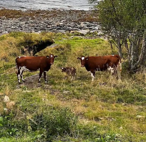 Tronderstua *